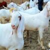 🐐 Small Bakra – 12 to 15 kg Meat