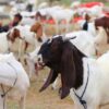 🐐 Small Bakra – 12 to 15 kg Meat