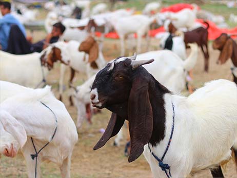🐐 Small Bakra – 12 to 15 kg Meat