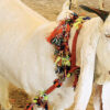 Online Buy Qurbani animals