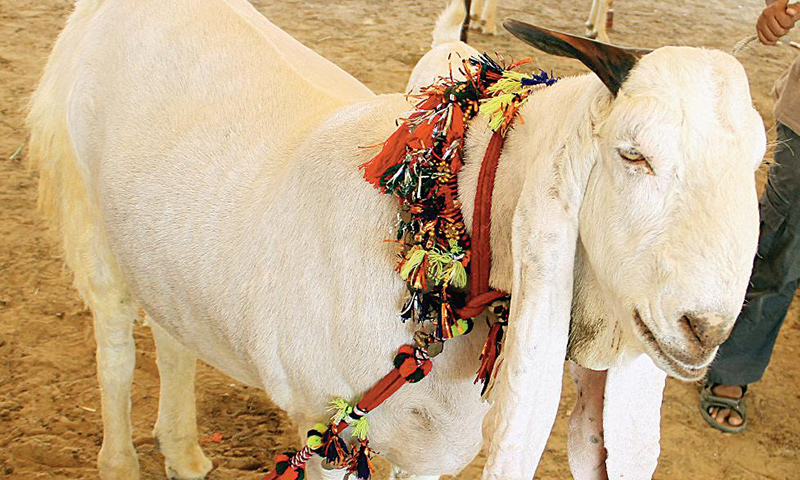 Online Buy Qurbani animals