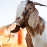 Online Buy Qurbani Animals