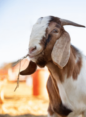 Online Buy Qurbani Animals