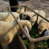 🐏 Medium Dumba – 20 to 25 kg Meat