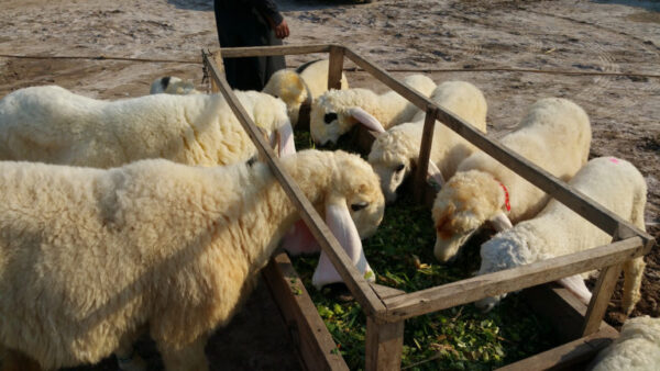 🐏 Medium Dumba – 20 to 25 kg Meat