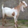 🐏 Medium Dumba – 20 to 25 kg Meat