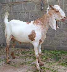 🐏 Medium Dumba – 20 to 25 kg Meat