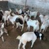 🐐 Small Bakra – 12 to 15 kg Meat