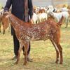 🐏 Medium Dumba – 20 to 25 kg Meat