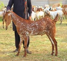🐏 Medium Dumba – 20 to 25 kg Meat