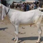 🐐 Large Bakra – 21 to 25 kg Meat