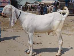 🐐 Small Bakra – 12 to 15 kg Meat