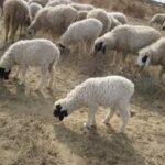 🐑 Small Sheep(Chetra) – 14 to 18 kg Meat