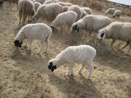 🐑 Small Sheep(Chetra) – 14 to 18 kg Meat