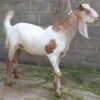 🐐 Small Bakra – 12 to 15 kg Meat