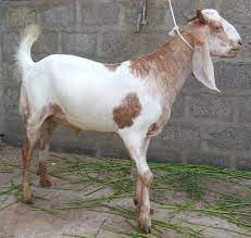 🐐 Small Bakra – 12 to 15 kg Meat