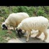 🐏 Medium Dumba – 20 to 25 kg Meat