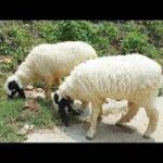 images (4) 🐑 Medium Sheep(Chetra) – 19 to 24 kg Meat