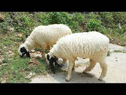 🐑 Medium Sheep(Chetra) – 19 to 24 kg Meat