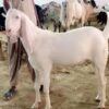 🐐 Small Bakra – 12 to 15 kg Meat
