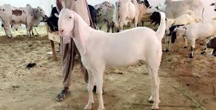 🐐 Small Bakra – 12 to 15 kg Meat
