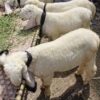 🐏 Medium Dumba – 20 to 25 kg Meat