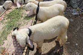 🐏 Medium Dumba – 20 to 25 kg Meat
