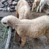 🐏 Medium Dumba – 20 to 25 kg Meat