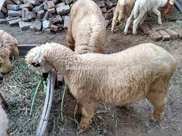 🐑 Large Sheep(Chetra) – 25 to 30 kg Meat