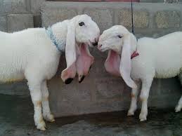 🐏 Medium Dumba – 20 to 25 kg Meat