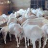 🐏 Extra Large Dumba – 31 to 35+ kg Meat