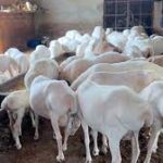 🐏 Extra Large Dumba – 31 to 35+ kg Meat
